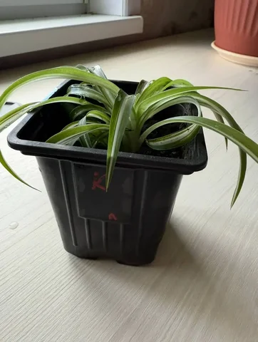 Продам хлорофитум кудрявый бони в Ангарске - Цветы/Растения в Ангарск