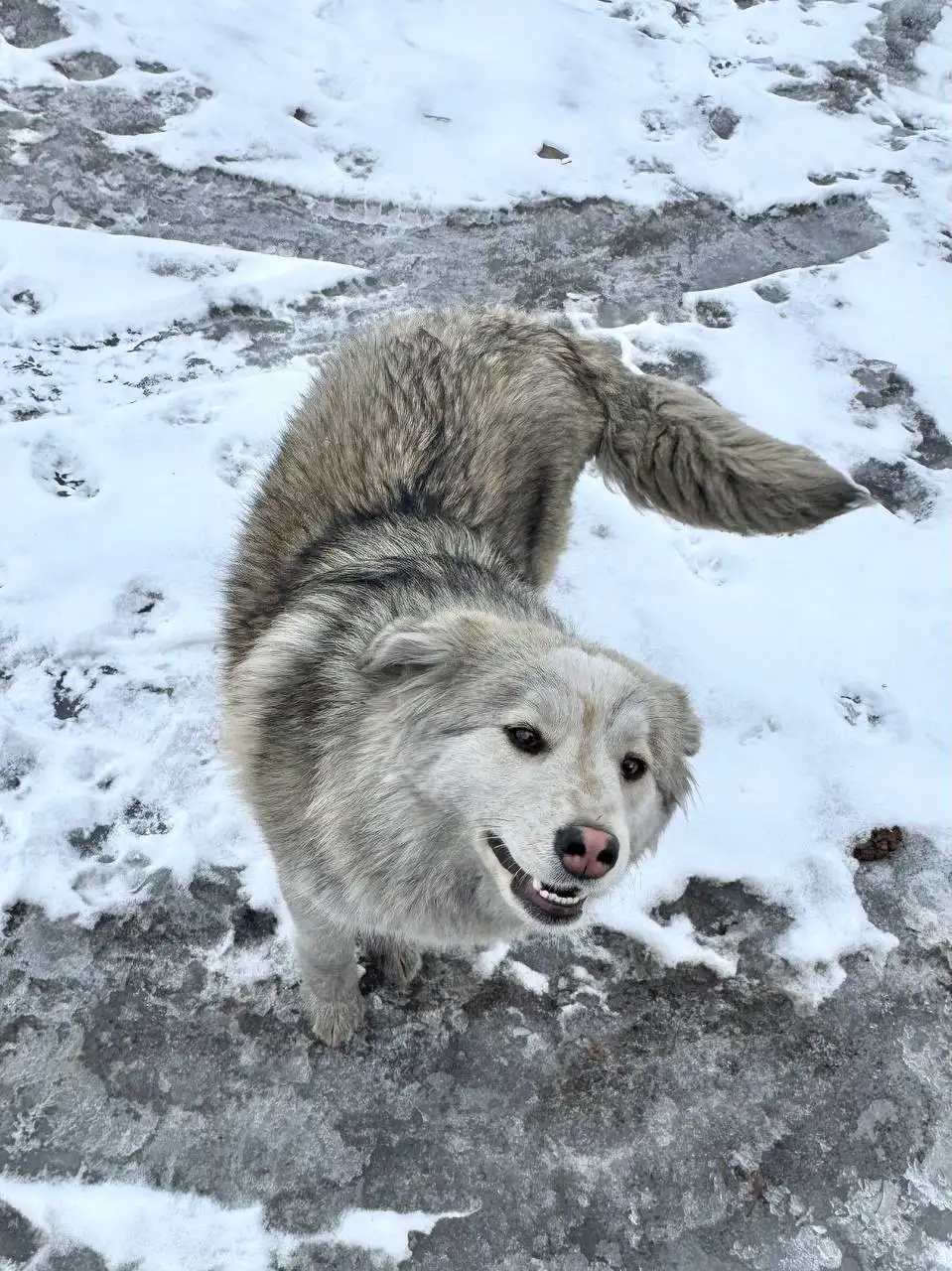 Лилу - собака-компаньон ищет дом - Собаки (Животные) в Иркутск