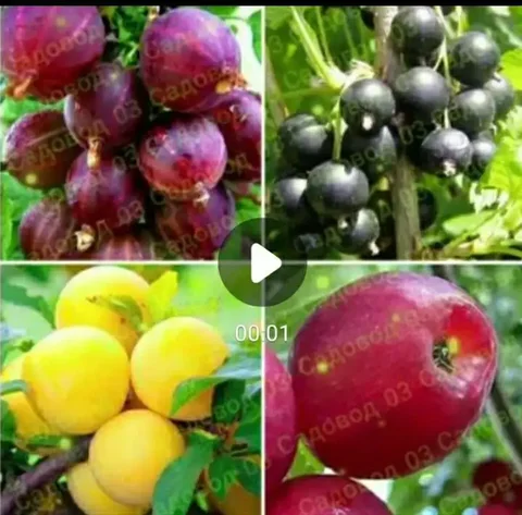 Саженцы плодово-ягодных культур бурятской селекции для сурового климата - Садоводство в Иркутская область