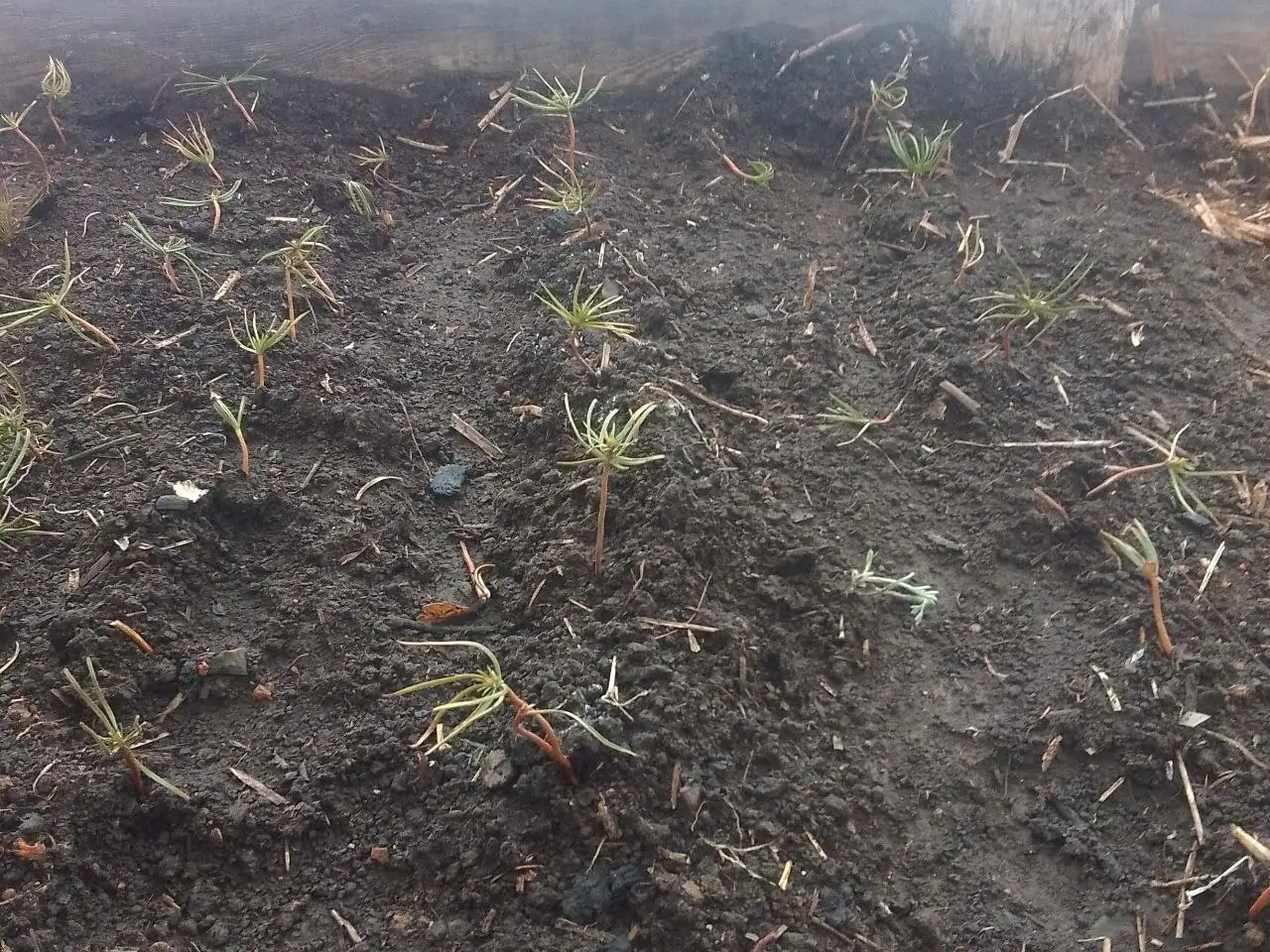 Продажа кедрового ореха для мульчирования - Сад и огород (Барахолка) в Иркутская область