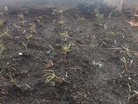 Продажа кедрового ореха для мульчирования - Стройматериалы в Иркутская область