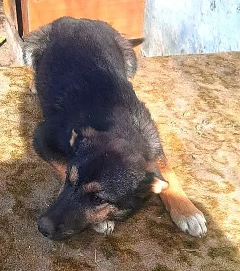 Продается щенок овчаристого окраса 4,5 месяца - Собаки (Животные) в Иркутская область