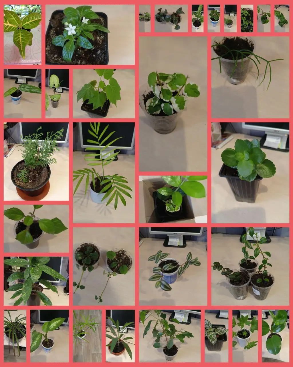 Продажа укоренённых отростков домашних растений - Комнатные растения (Хобби и отдых) в Хомутово