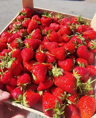 Продажа клубники с доставкой - Барахолка в Иркутск