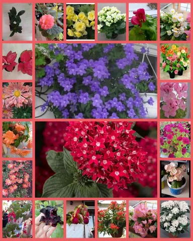 Продажа комнатных растений: бегонии, каланхоэ, абутилоны и другие - частное объявление в Неизвестно