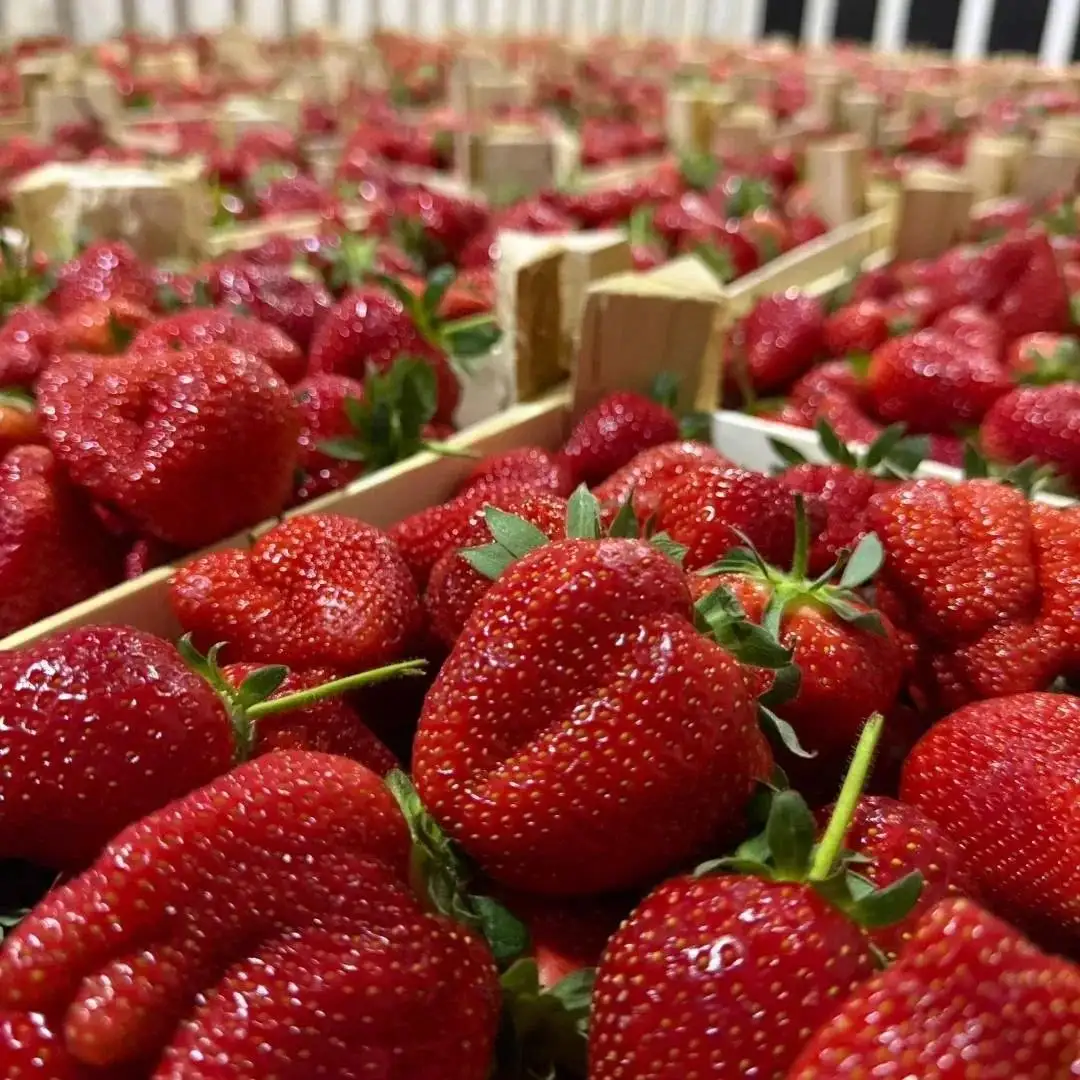 Свежая грунтовая клубника из Киргизии в Иркутске - Продукты питания (Барахолка) в Иркутск