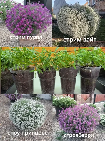 Продам вегетативный алиссум - частное объявление в Грановщина