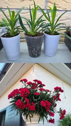 Гвоздика ампельная - Барахолка в Грановщина