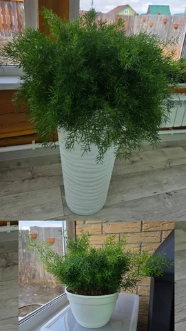 Продам аспарагус в 5 литровом кашпо - Для дома и дачи в Грановщина