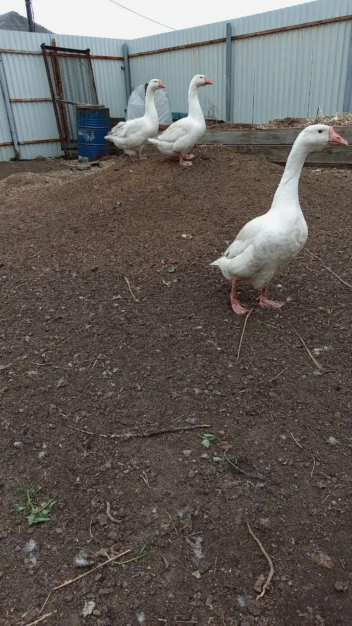 Продажа гусынь Линда - Птица (Животные) в Ангарск