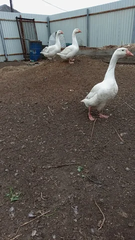 Продажа гусынь Линда - Потеряшки в Ангарск