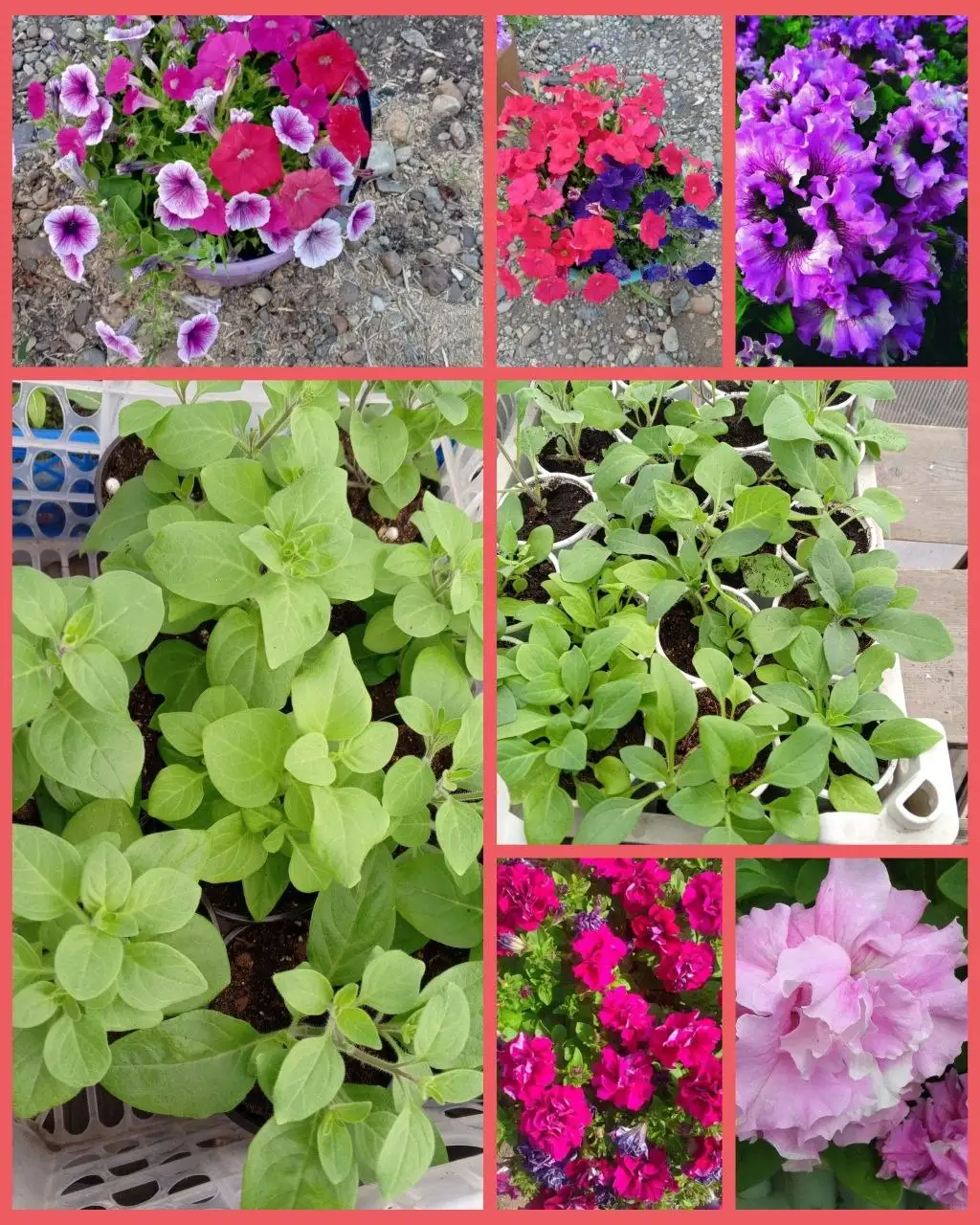 Продажа рассады цветов - Растения (Для дома и дачи) в Грановщина