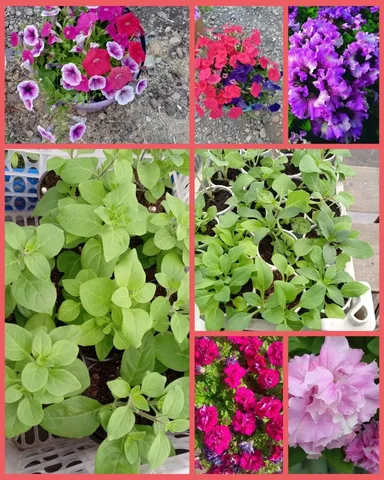 Продажа рассады цветов - частное объявление в Грановщина