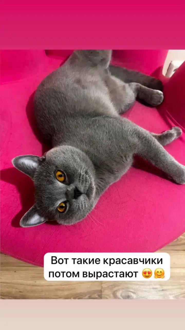 Отдам котика на передержку - Кошки (Животные) в Неизвестно