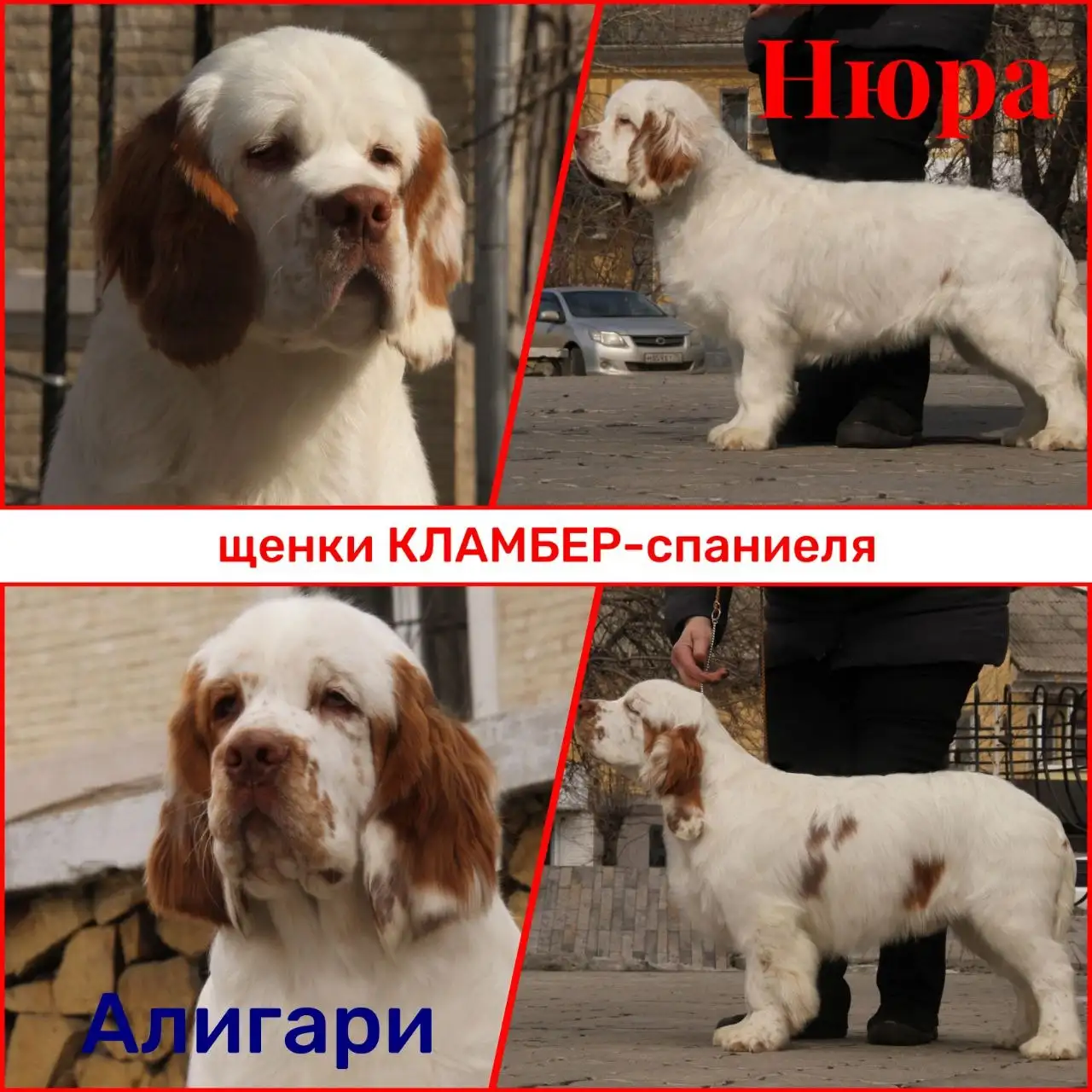 Щенок кламбера ждет семью - Собаки (Животные) в Чита