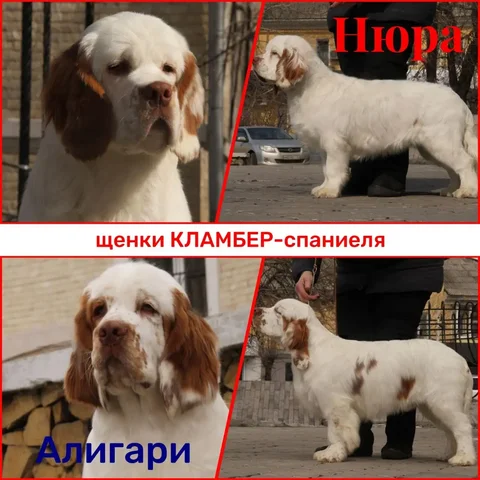 Щенок кламбера ждет семью - Животные в Чита