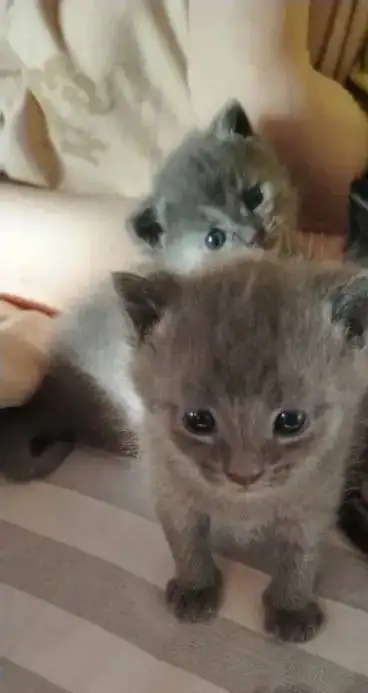 Продаю британских котят - Кошки (Животные) в Иркутск