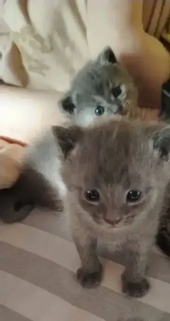 Продаю британских котят - Животные в Иркутск