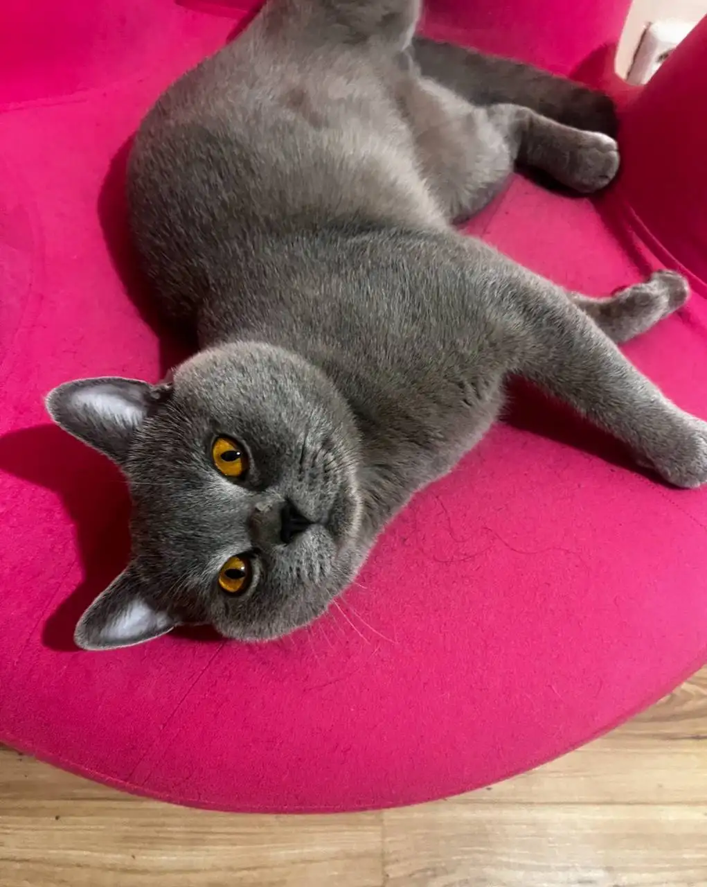 Продаю британских котят - Кошки (Животные) в Иркутск