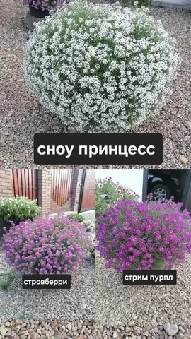 Продам вегетативный алиссум - Растения в Грановщина