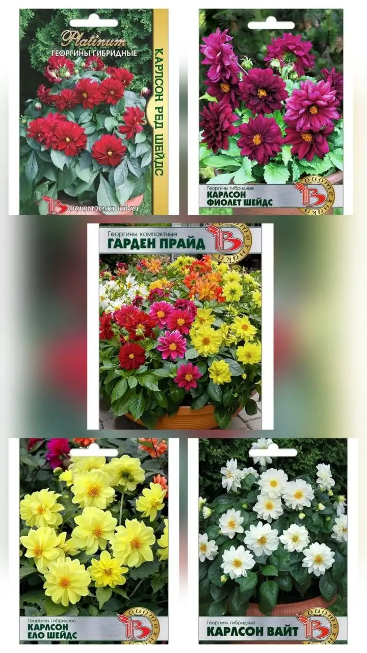 Компактные растения 35-40 см - Для дома и дачи в Грановщина