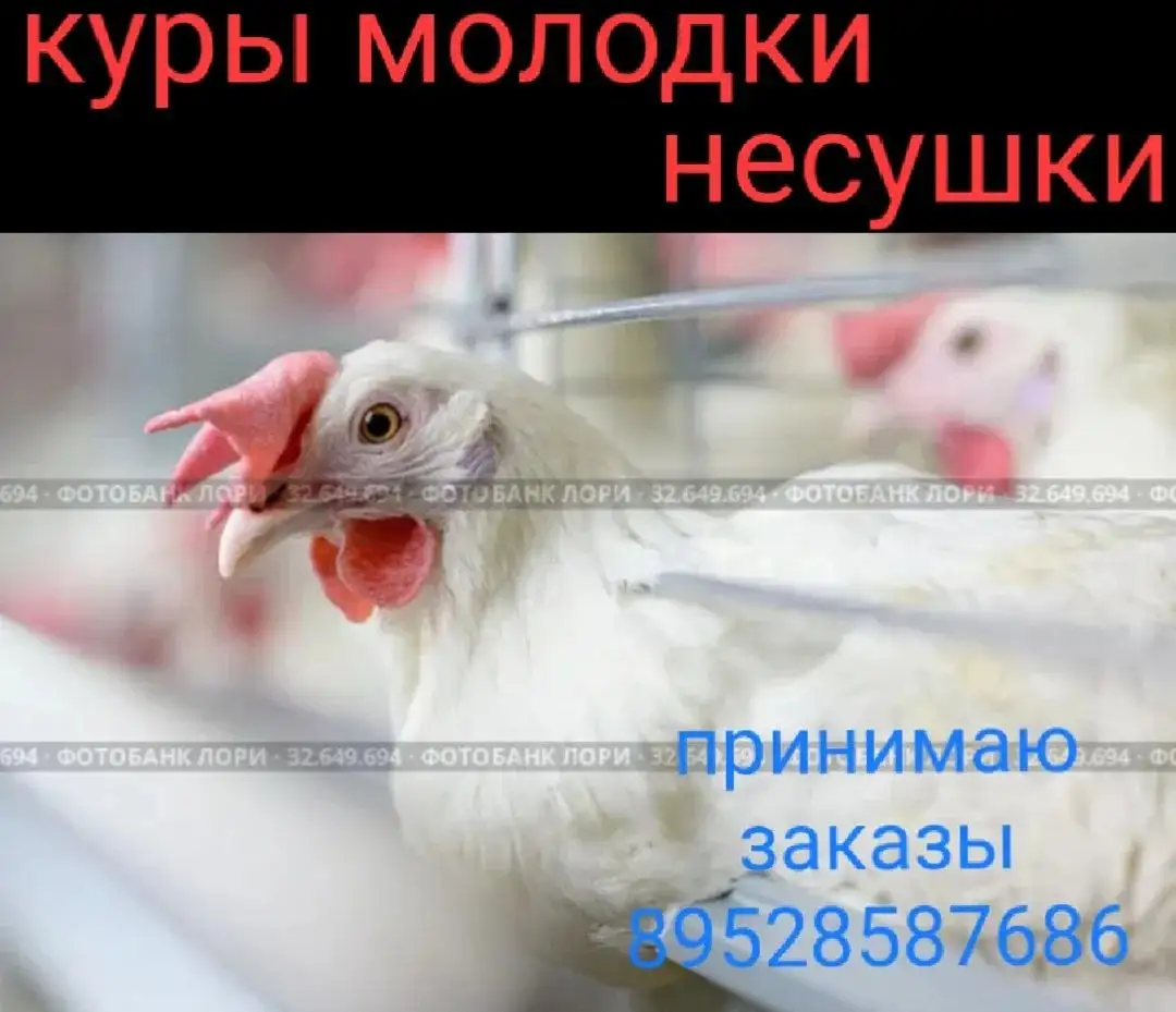 Куры несушки и молодки - Птицы (Животные) в Хомутово