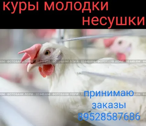 Куры несушки и молодки - Животные в Хомутово
