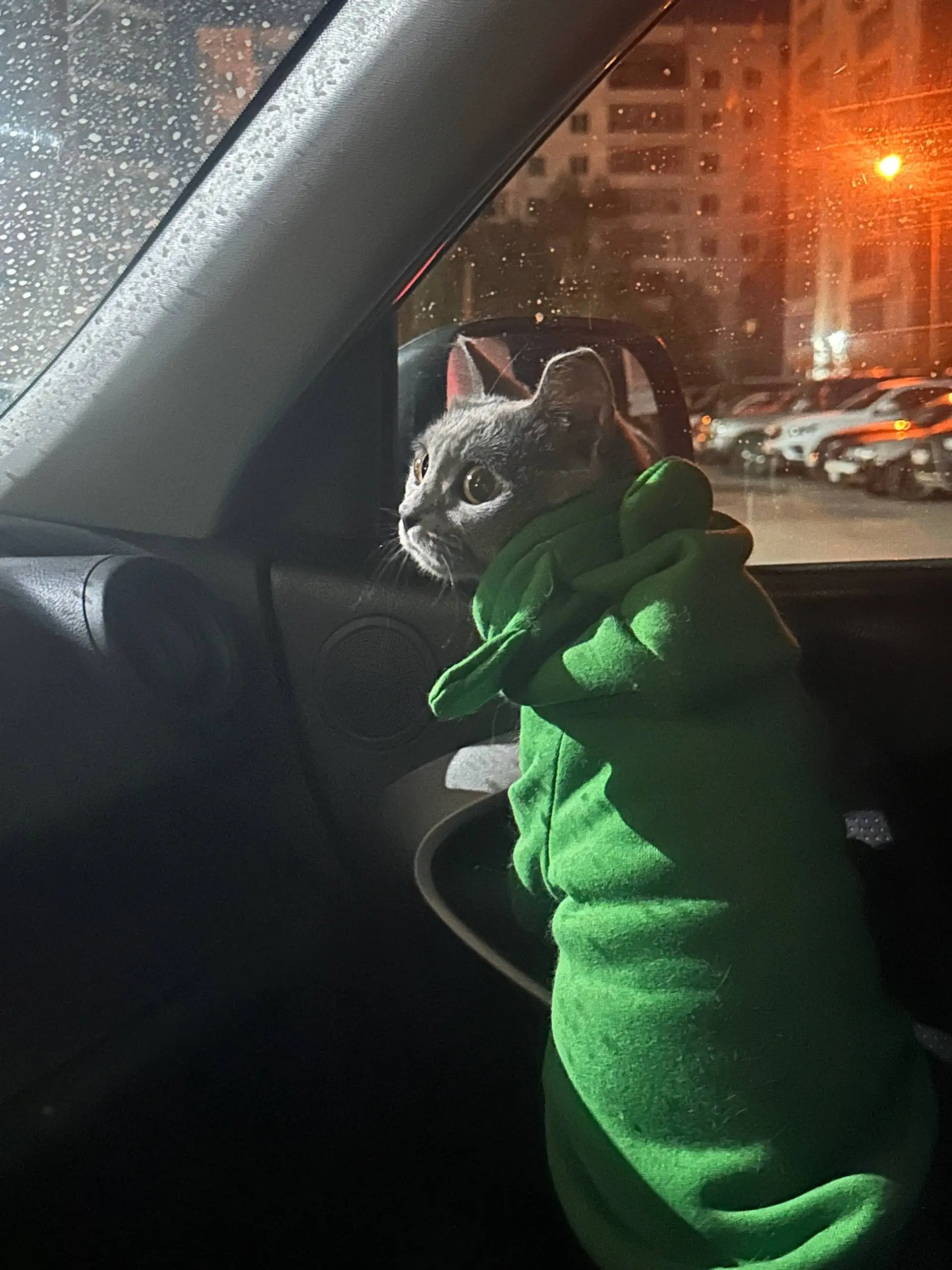 Продаю британских котят - Кошки (Животные) в Иркутск