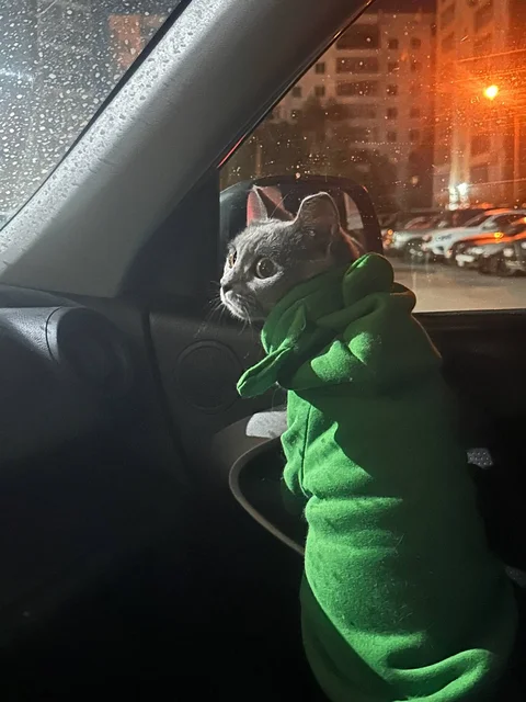 Продаю британских котят - Животные в Иркутск