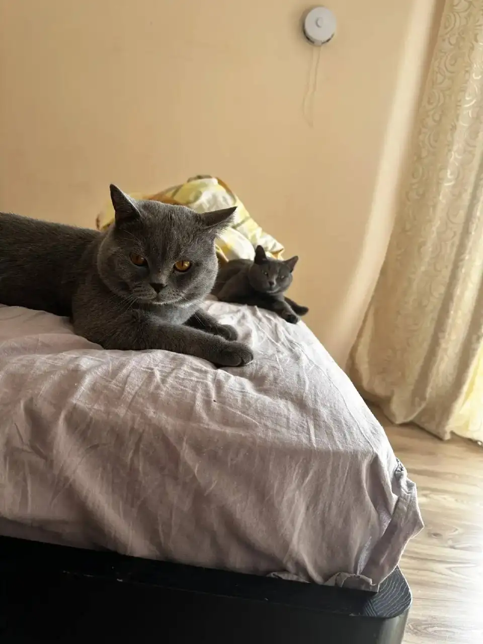 Продаю британских котят - Кошки (Животные) в Иркутск