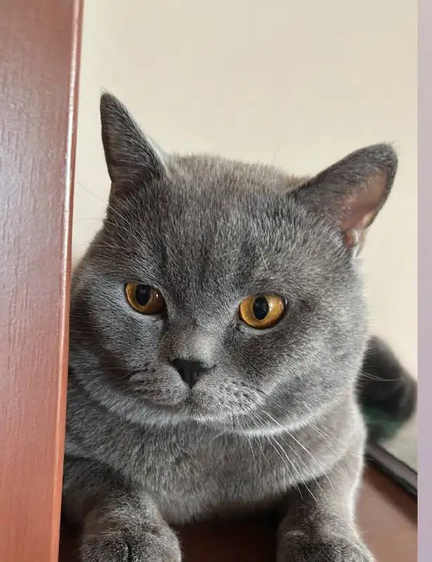 Продаю британских котят - Кошки (Животные) в Иркутск