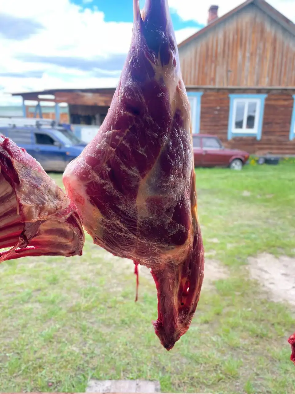Продам говядину: передки и задки - Крупный рогатый скот (Животные) в Иркутск