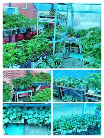 Продажа рассады - частное объявление в Урик