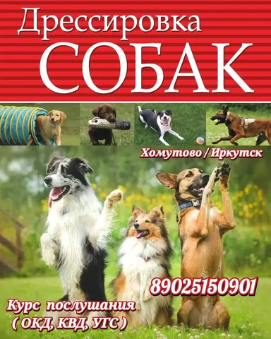 Услуги кинолога по дрессировке собак - Услуги кондитеров в Иркутск