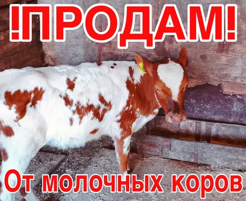 Продам телят от молочных коров - Пропажа животных в Неизвестно