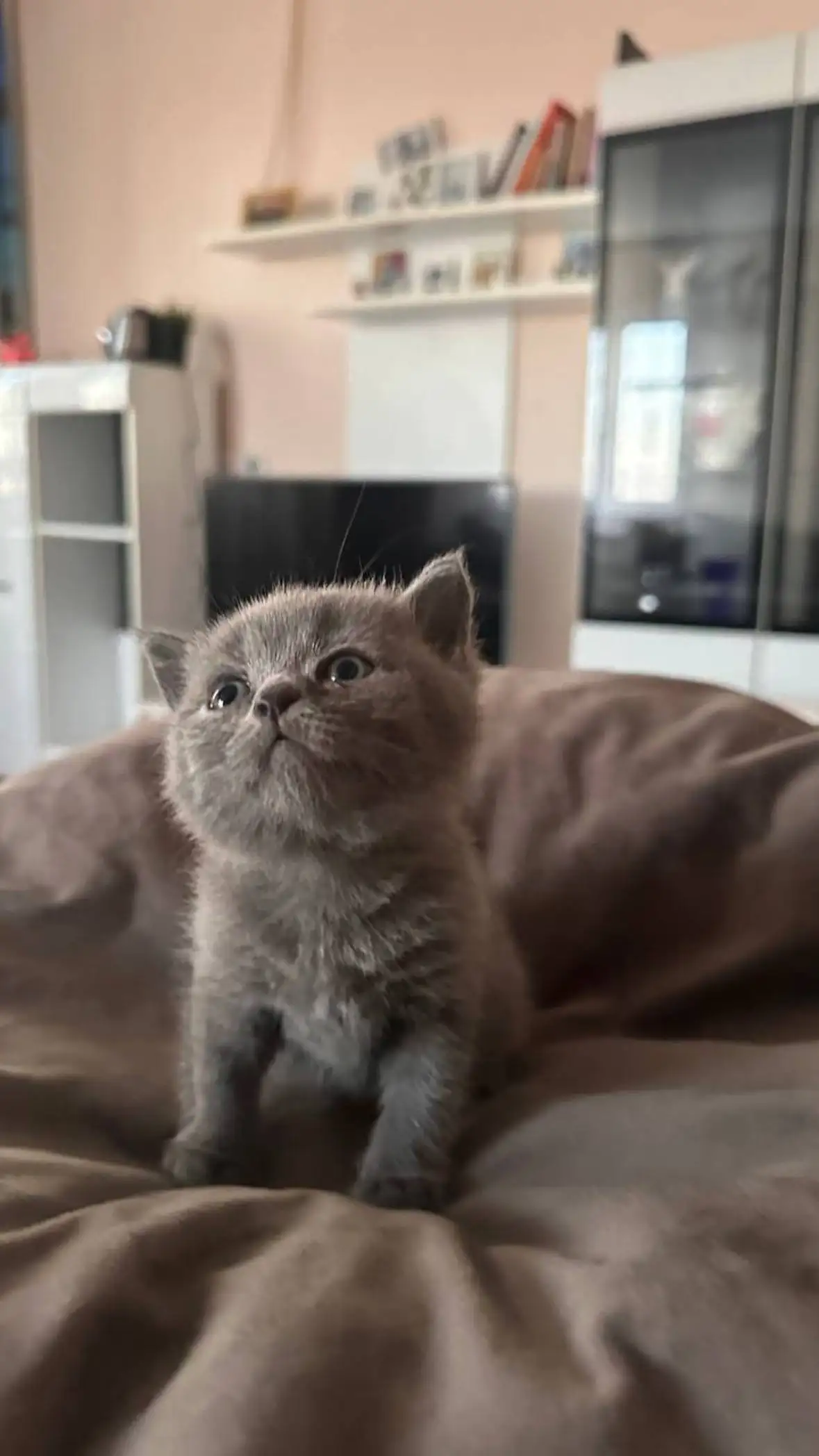 Продажа британских котят - Кошки (Животные) в Иркутск