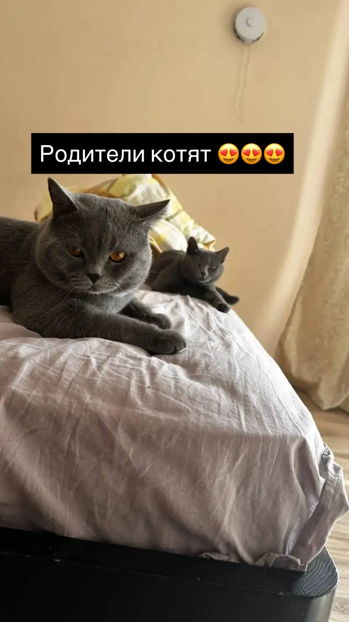 Продажа британских котят - Кошки (Животные) в Иркутск