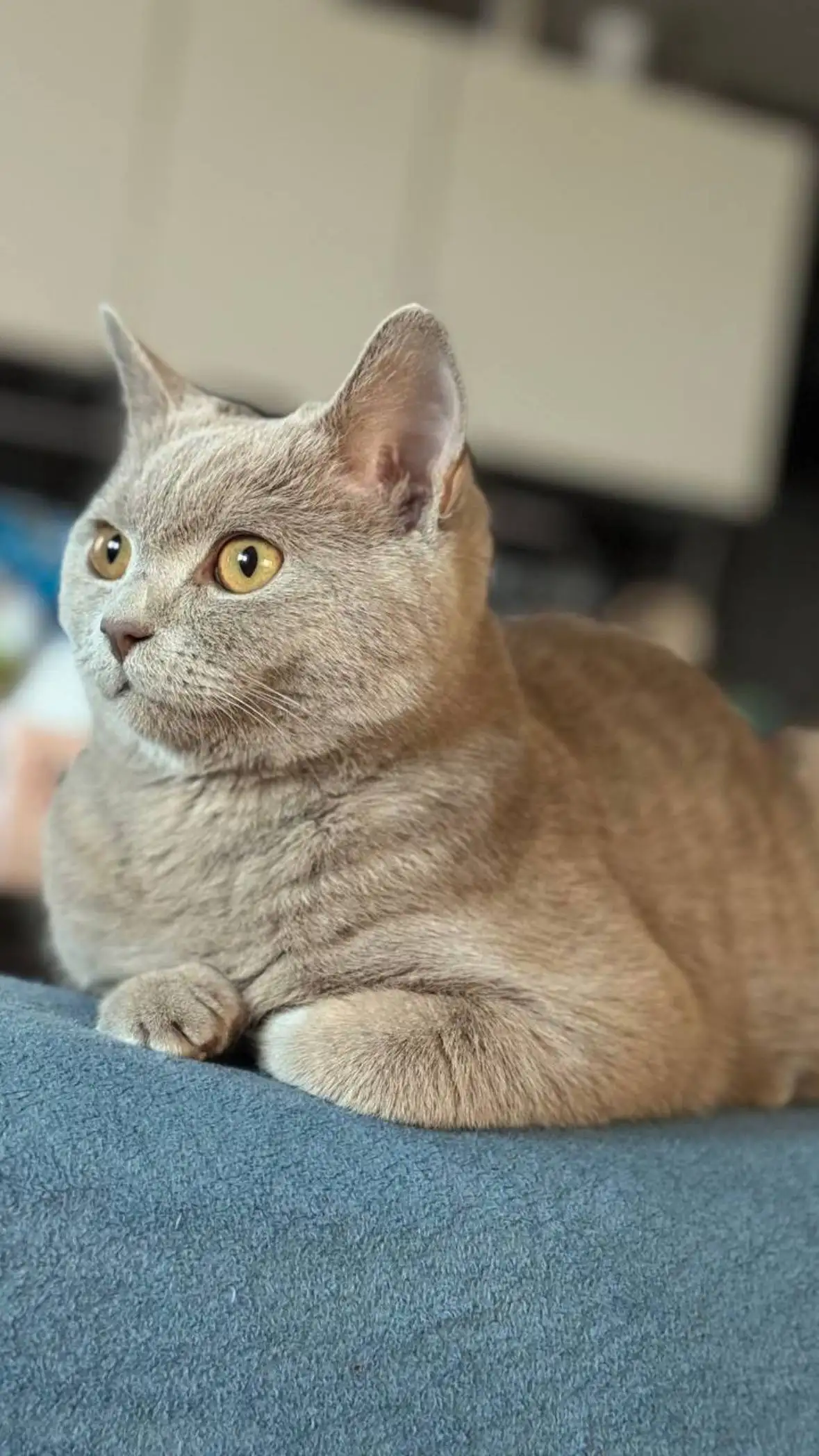 Продажа британских котят - Кошки (Животные) в Иркутск