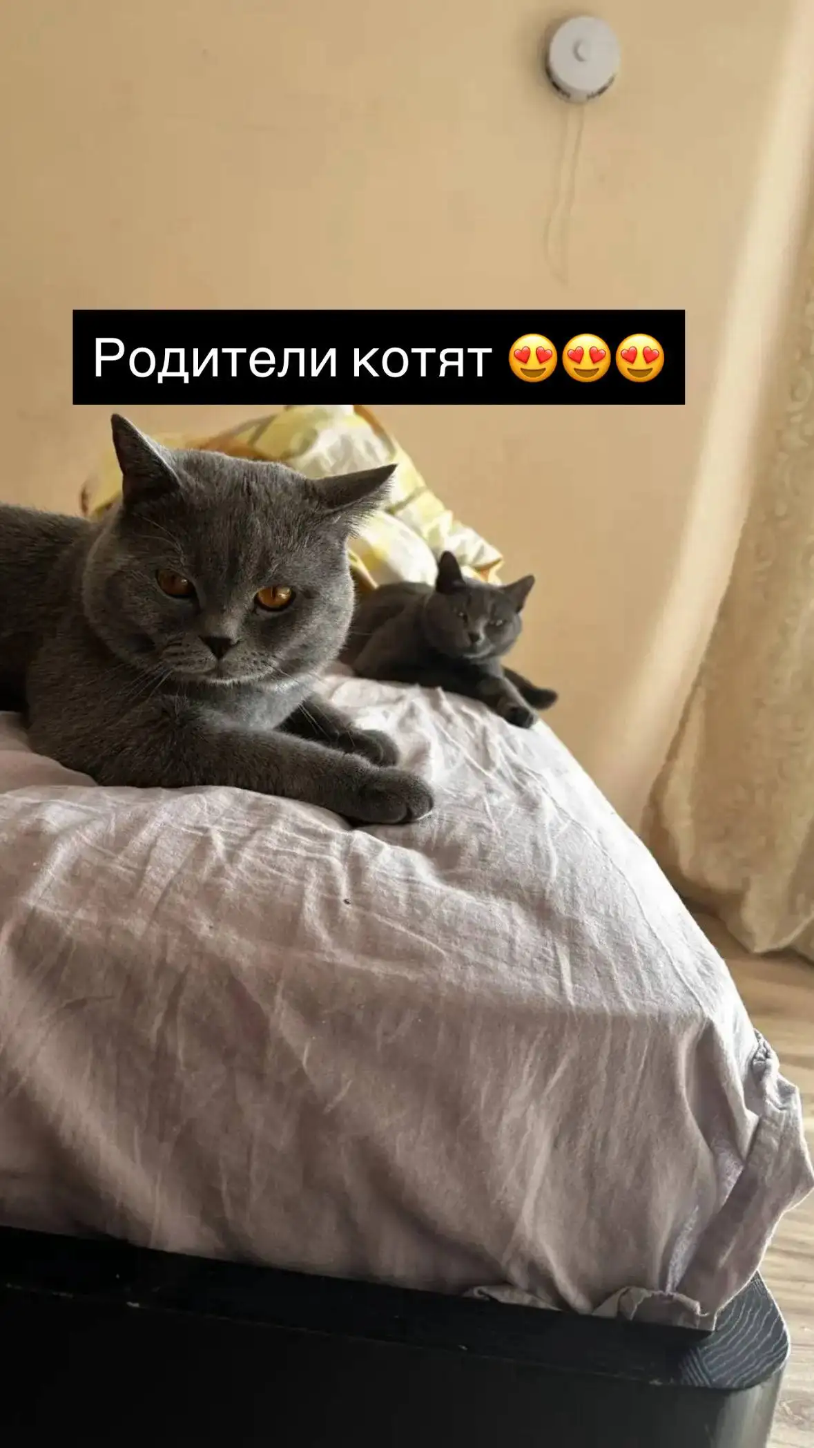 Продаю британских котят - Кошки (Животные) в Иркутск