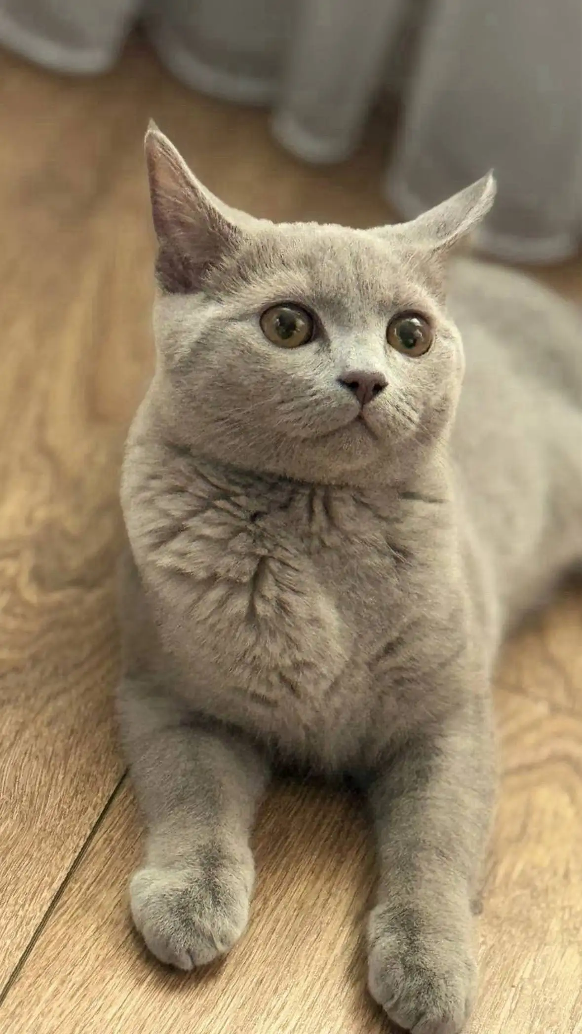 Продаю британских котят - Кошки (Животные) в Иркутск