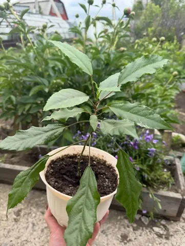 Продам гибискус пестролистый - частное объявление в Ангарск