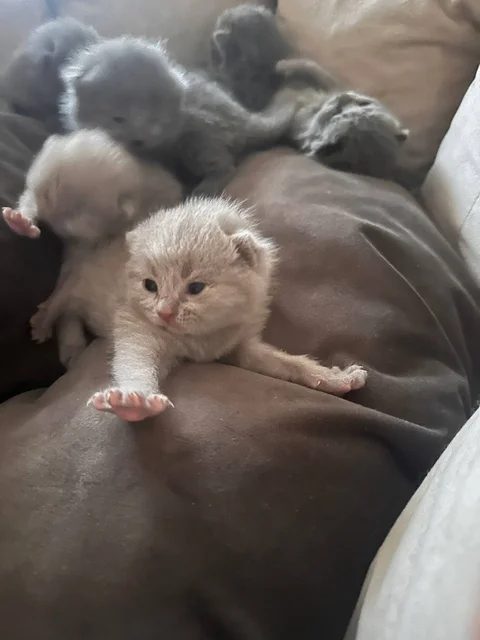 Продаю британских котят - Животные в Неизвестно