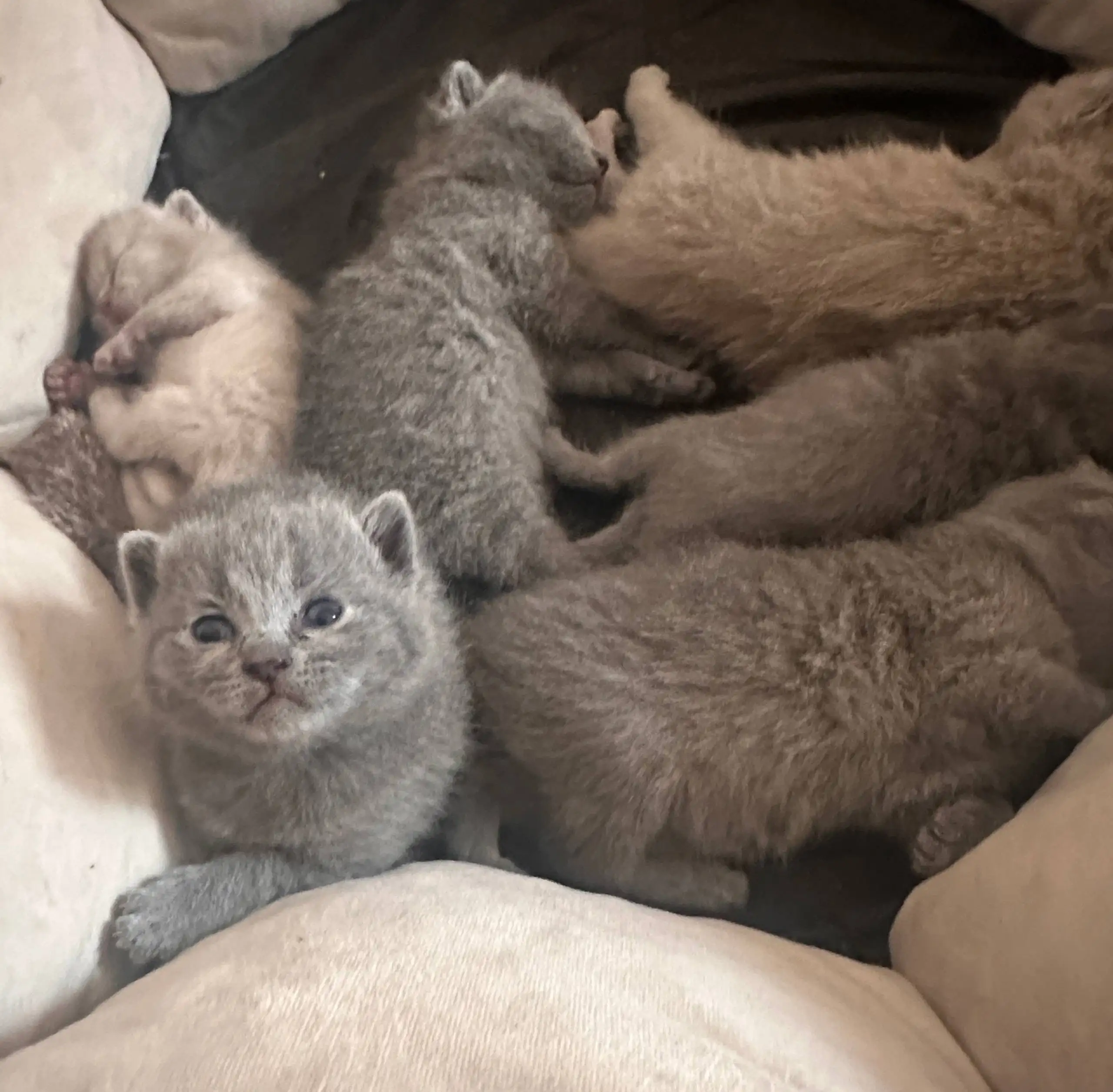 Продаю британских милашек - Кошки (Животные) в Иркутск