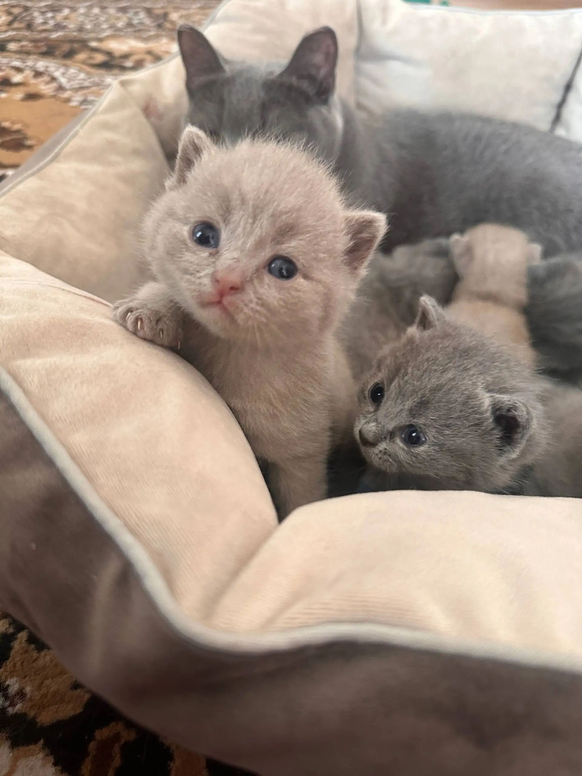 Продажа британских кошек серо-голубых - Кошки (Животные) в Иркутск