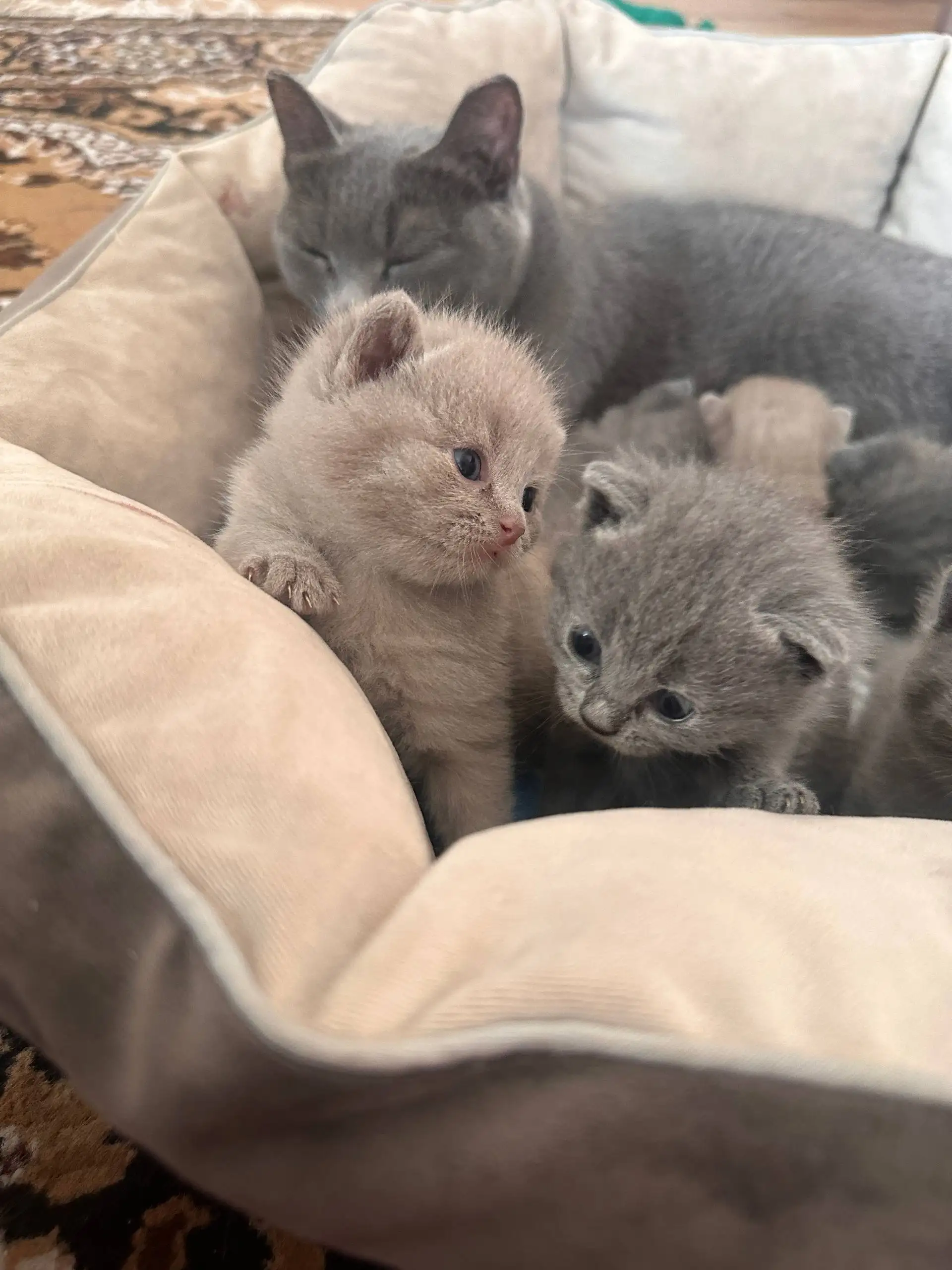 Продажа британских кошек серо-голубых - Кошки (Животные) в Иркутск