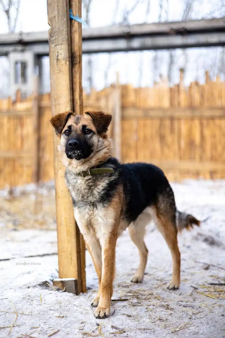 Пристройство собаки в частный дом