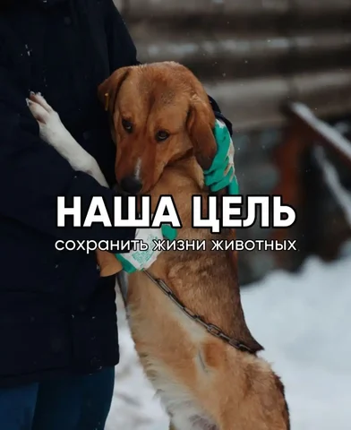 Срочный призыв о помощи животным в Красноярске - Корма для животных в Красноярск