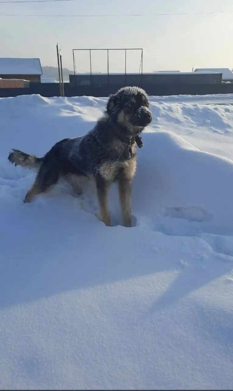 Пропал молодой кобель по кличке Платон в п Элита - Пропавшие животные (Животные) в Красноярск