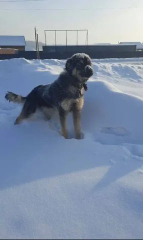 Пропал молодой кобель по кличке Платон в п Элита - Корма для животных в Красноярск