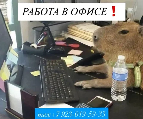 Ищем молодых ребят для работы в офисе - Работа в Красноярск